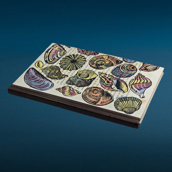 preview: PSB Shells